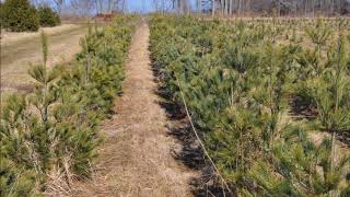White Pine Tree Plantings Tips For Beginners Best Size To Plant