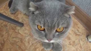 Шипящий кот и не только... Шипящий кот и не только...