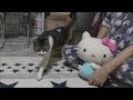 猫の目の前でぬいぐるみを可愛がると笑える結果に☆リキちゃんVSハローキティ☆猫の反応を観察してみよう☆【リキちゃんねる　猫動画】Cat videos キジトラ猫との暮らし