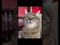 I've tried to like people #cat #funny #memes #cute #hellokitty #trending #viral#fyp#foryou#funnycats