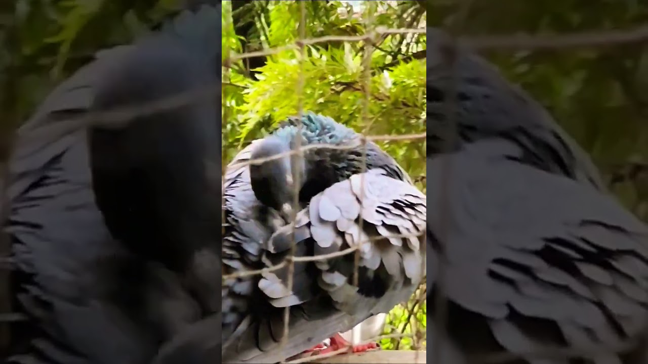 up close look of pigeon Brushing of wings