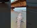 WOW DIGANGGU BUAYA BESAR DIBAWAH JEMBATAN #crocodile #vidioshorts #feedshorts