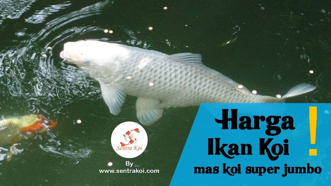 Harga ikan mas koi super jumbo WA 085790350828 YouTube