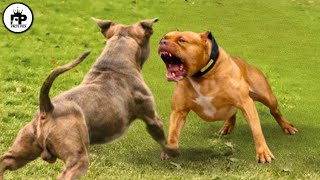 فقط این سگ هایی که می توانند به راحتی سگ پیتبول را در یک مبارزه شکست دهند