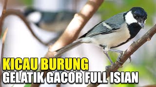 KICAU BURUNG GELATIK WINGKO GACOR FULL ISIAN DI KANDANG AVIARY SEDERHANA