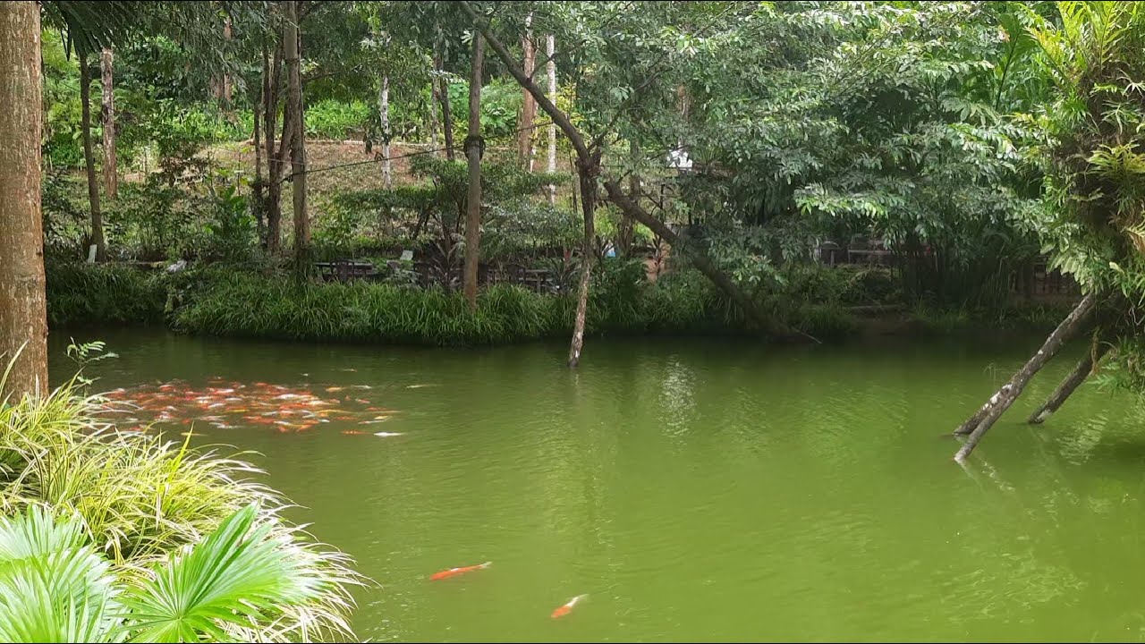 Relaxing Pond with Waterfall and Fish 🌊 – Natural Ambience from Sri Lanka