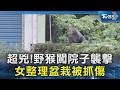 超兇!野猴闖院子襲擊 女整理盆栽被抓傷｜TVBS新聞 @TVBSNEWS02