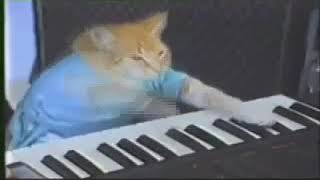 Кот играет на пианино 10 часов