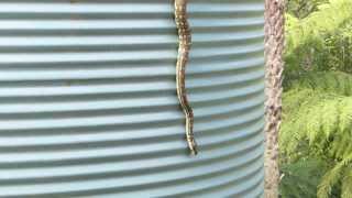 Carpet python encounter Wealth