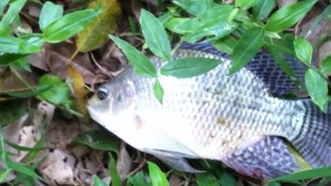 Touch Fishing - Tilapia Fishing - Câu Lục Đầu Cần - Rô Phi Chạm liên tục