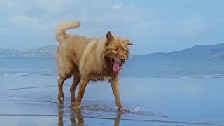 Alpha Dog Boarding and Training In the Bay Area