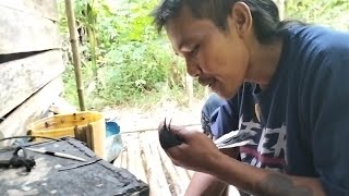 tips/cara merawat burung Kacer yang baru dapat/hasil Pikatan....