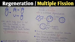 Regeneration | Multiple Fission | Class 10 Biology