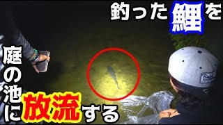 庭の池に鯉を増やそう大作戦！！
