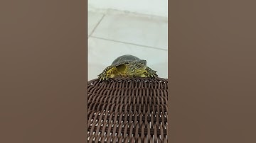 taco turtle satisfying reverse loop 🐢 #satisfying #turtle #loop #animals #reversevideo rever