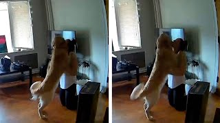 Dog Gets Excited When Owner Comes Home