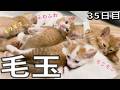 最高のふわふわ感！いつも一緒に寝る6匹の子猫たち【35日目】