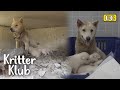 The Reason How The Abandoned Dog Turned From An Enemy To Family I Kritter Klub