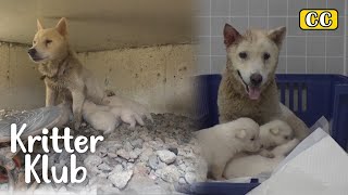 The Reason How The Abandoned Dog Turned From An Enemy To Family I Kritter Klub