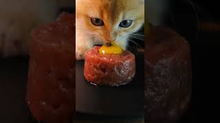 cute cat eats 5 star gourmet meal #asmr #cute #cutecat cutecat
