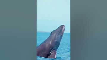 سورة الواقعة SURAH AL-WAQIAH #عبدالولي_الاركاني #abdulwali_alarkani