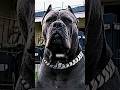 If you have this DOG, never fear for your safety 🐺 ☠️ #canecorso