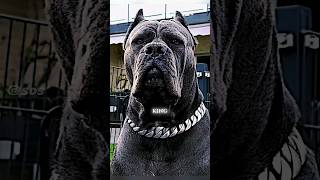 If you have this DOG, never fear for your safety 🐺 ☠️ #canecorso