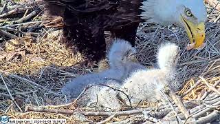 USS Bald Eagle Cam 1 on 4-9-26 @ 15:59 Stella feeds all eaglets that line up nicely 🥰🦅🦅🦅 screenshot 5