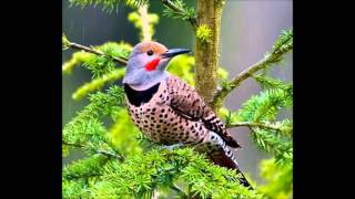 Northern Flicker calls