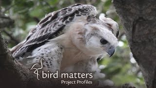 Mpumalanga&#39;s African Crowned Eagle Project / Bird Matters Project Profile