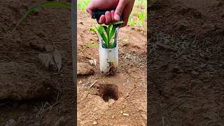 Amazing smart seedlings planting tool for rural farmers | Useful farming tools #tools #farming