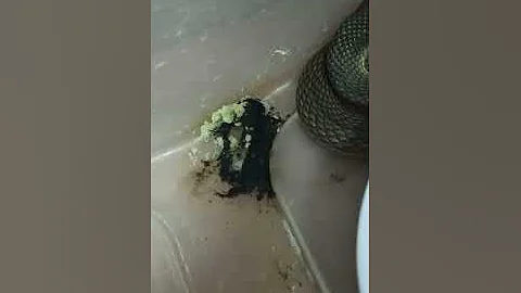 Как какает змея?