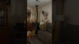 Cat’s Fishing Expedition and Playful Time With a Dog