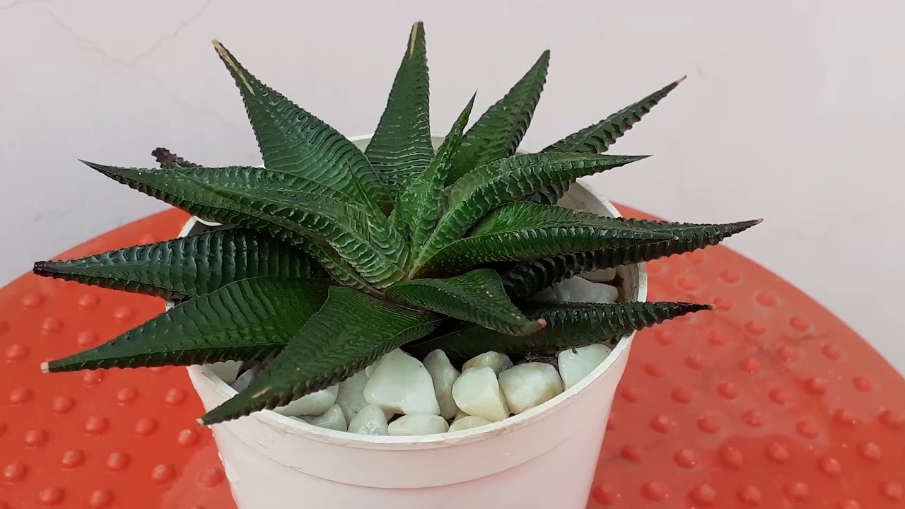 Haworthia limifolia 