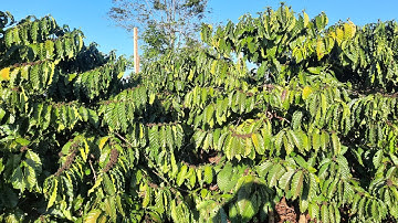 Tưới dí hay tưới bép tốt hơn cho cây cà phê /ANDTK