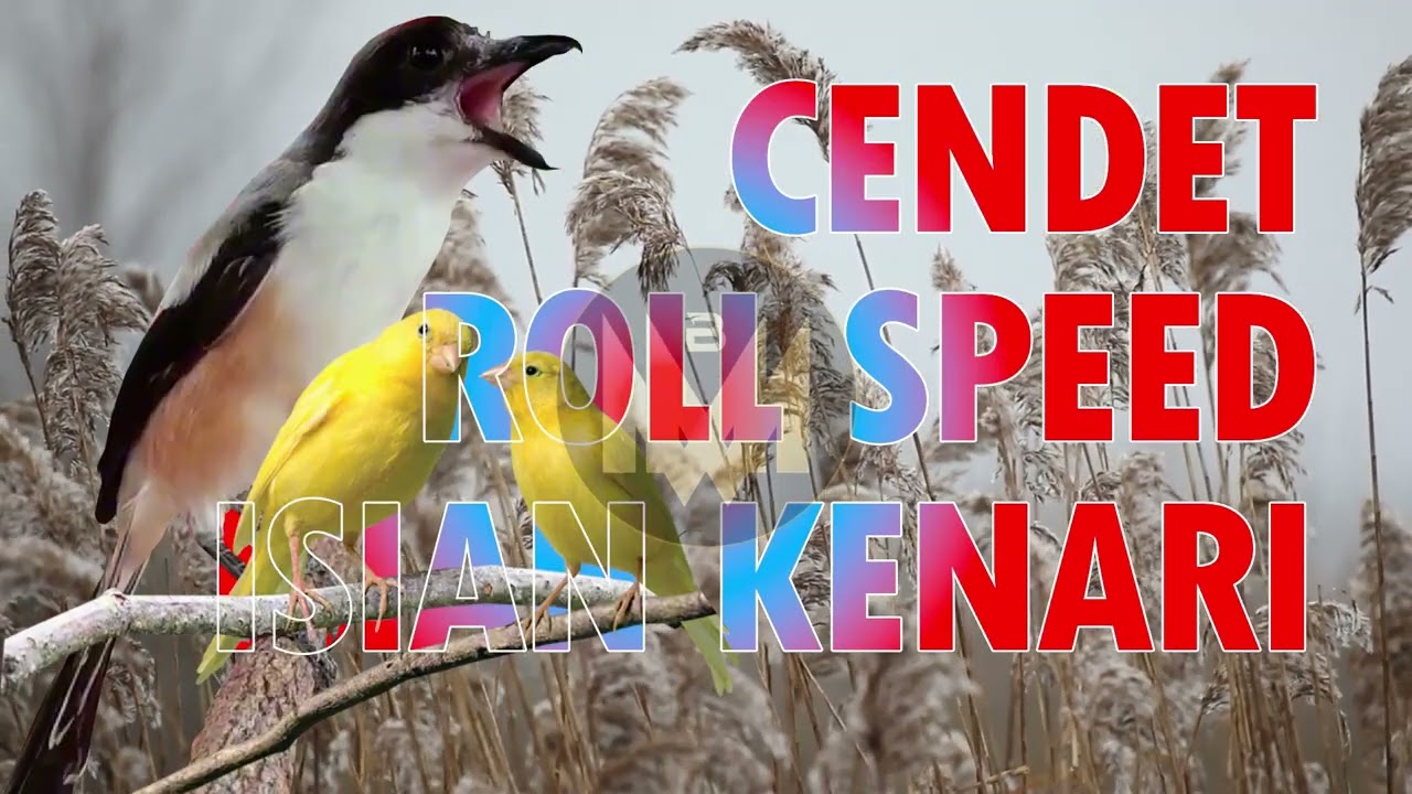 Cendet Materi Kenari Paling Dicari! Isian Ngeroll Nembak Panjang 🔥