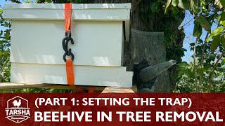 Beehive Removal From Tree (Part 1: Setting Up the Trap Out) by Tarsha Homestead 233 views 1 year ago 8 minutes, 5 seconds