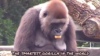 The smartest gorilla in the world😆🤣💦|D'jeeco Family|Gorilla|Taipei zoo