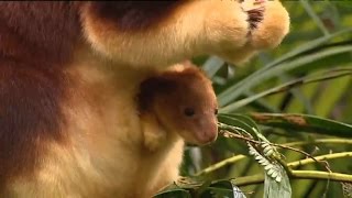 Watch Adorable Tree Kangaroo Joey Emerge From Mom's Pouch for First Time