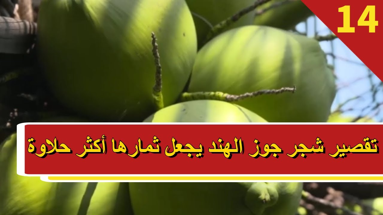 مزرعة الصين - الحلقة 14 تقصير شجر جوز الهند يجعل ثمارها أكثر حلاوة