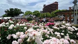 福山バラ公園🌹 令和５年5月28日🐰