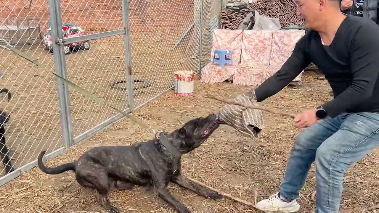 粉丝来犬舍挑小狗，亲自测试母亲黑妞的狂暴性格，父亲奥利奥的战斗力，老铁满意而归#加纳利奥利奥 #加纳利黑妞 #普雷萨加纳利犬 #不养狗不知道养狗的乐趣 #沉默猛犬
