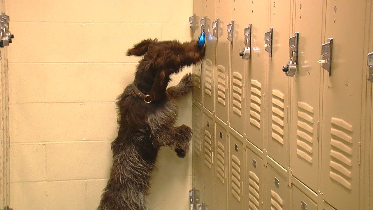 Police dogs sweep Hamilton County Jail for drugs