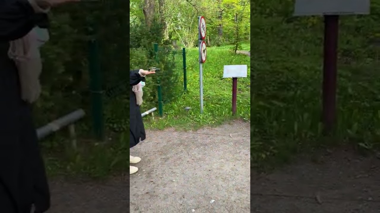 Will birds eat from your hand?...