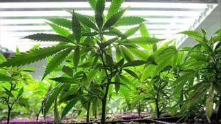 Nopetsallowed  Kami Relax