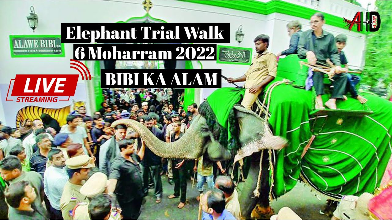 AHD LIVE Bibi Ka Alam Elephant Trial Walk for 10 Muharram 2022 | From Alawa e Bibi to Chaderghat