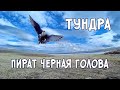 Тундра.  Пират Черная голова