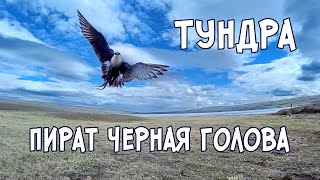 Тундра. Пират Черная голова