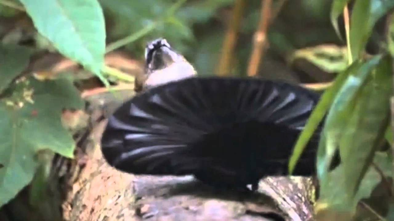 Drum & Bass Bird D (720p HD) YouTube