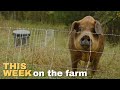 9/29/2023 - This Week on the Farm - (slow TV... w Dalton moving the pigs, making wood chips)